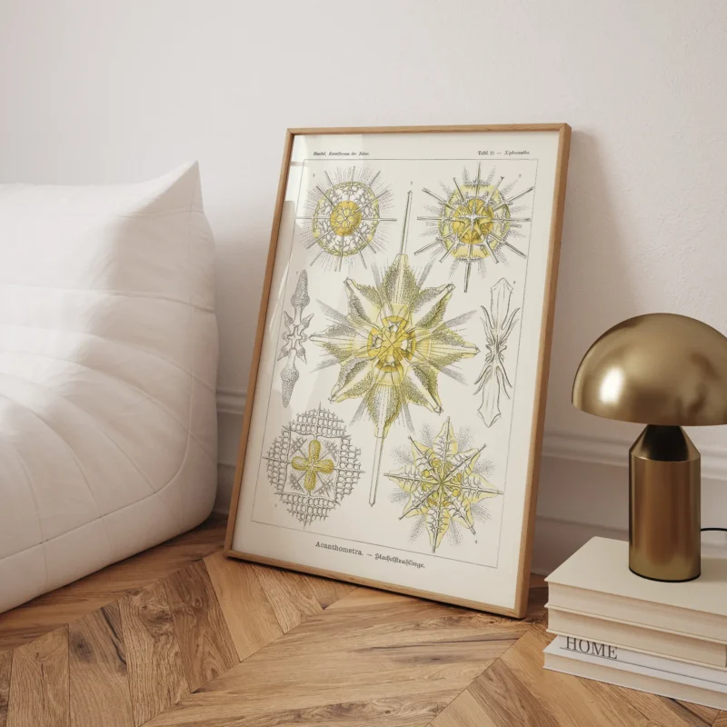 Acantharia :Ernst Haeckel