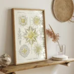 Acantharia :Ernst Haeckel