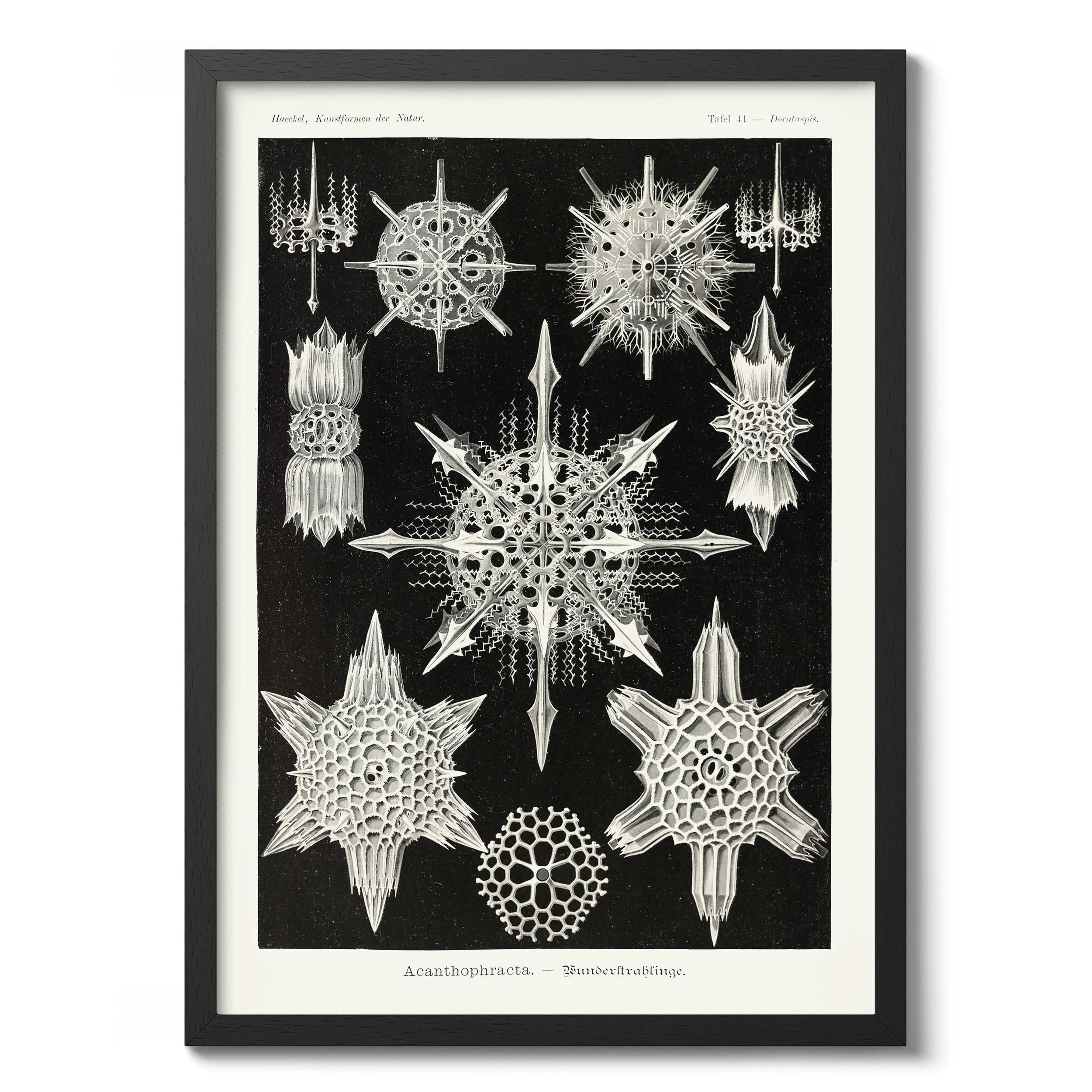 Acanthophracta :Ernst Haeckel
