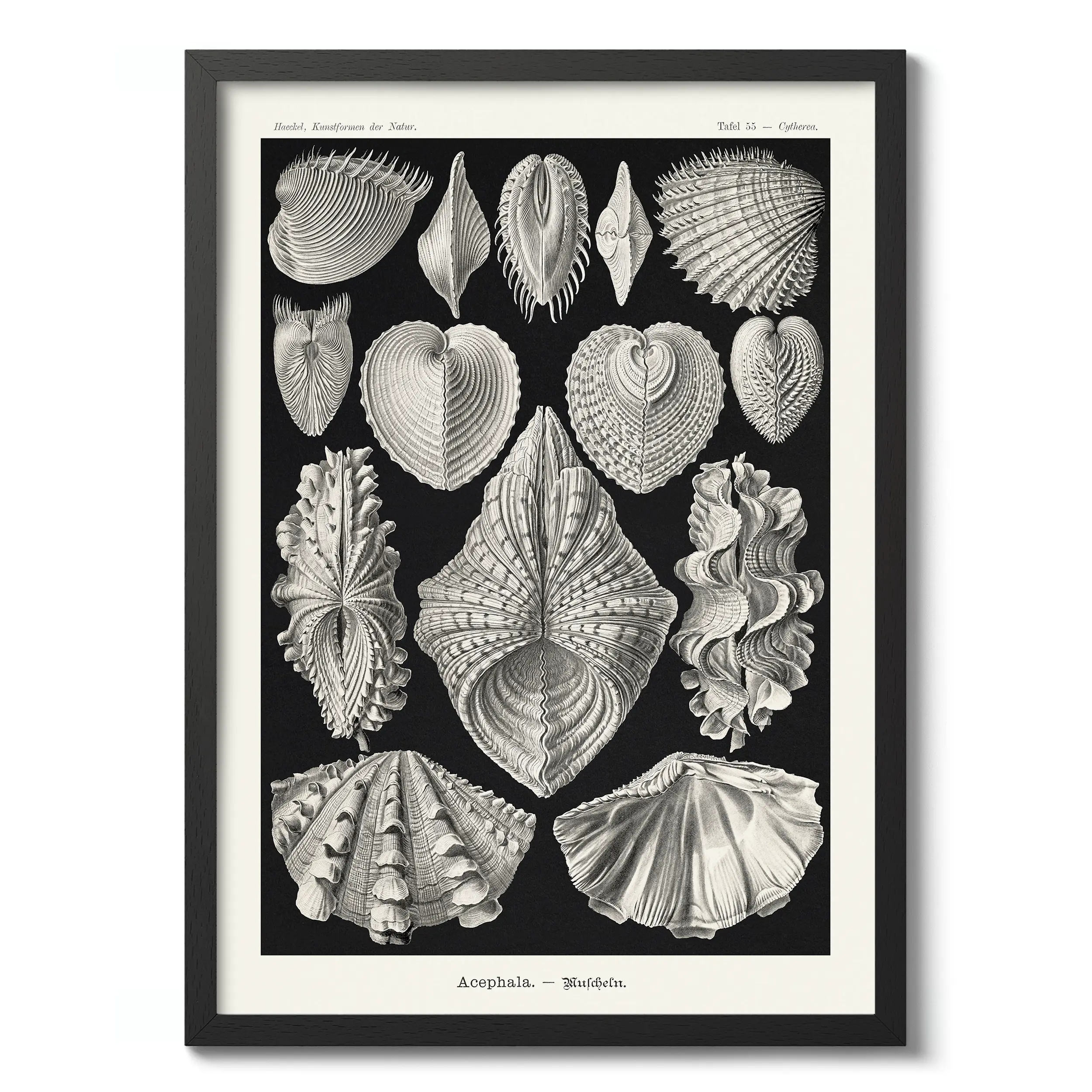 Acephala :Ernst Haeckel