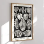 Acephala :Ernst Haeckel