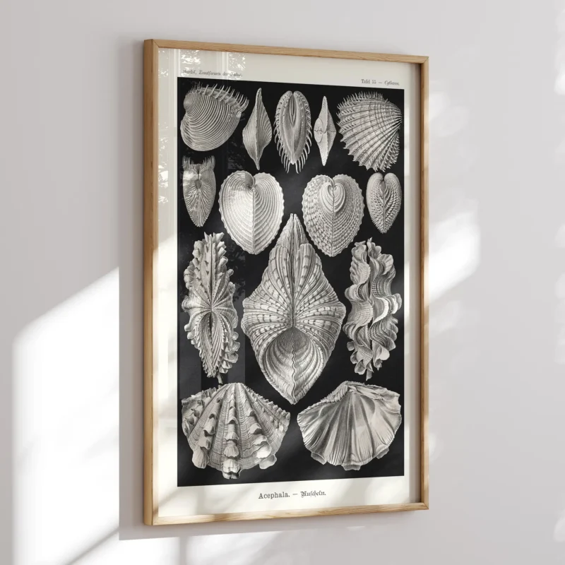 Acephala :Ernst Haeckel