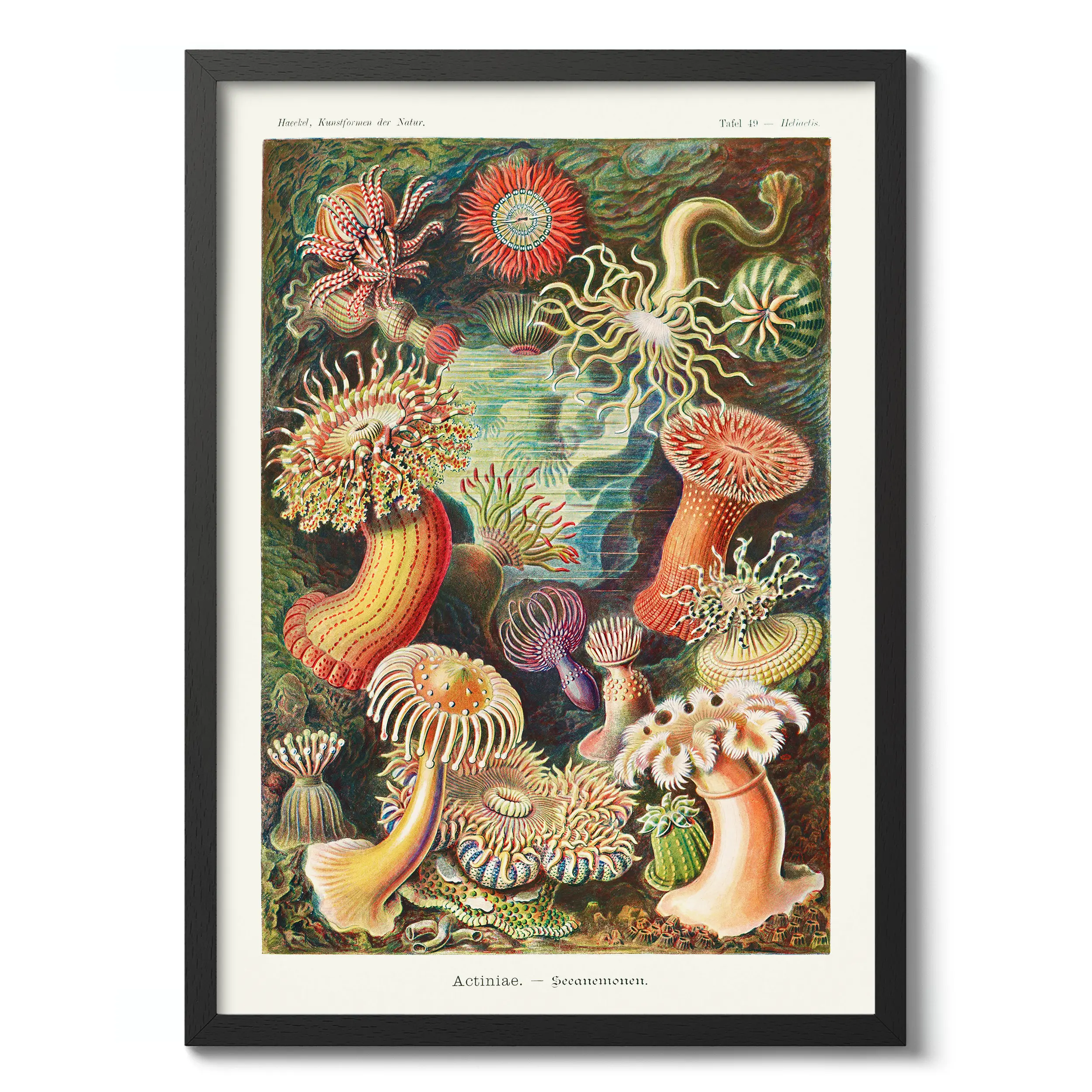 Actinia :Ernst Haeckel