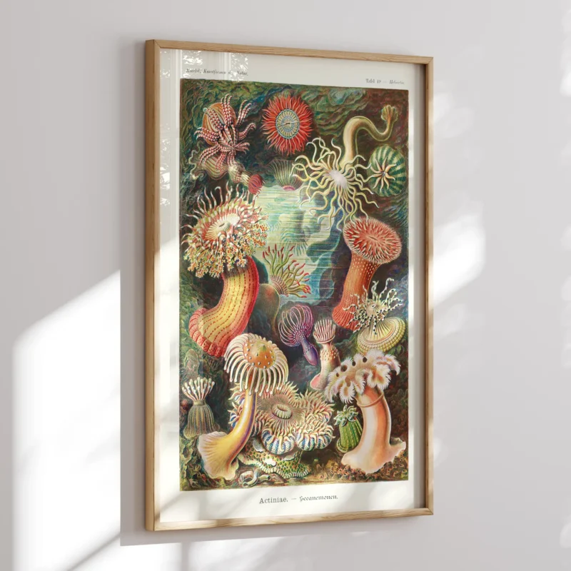 Actinia :Ernst Haeckel