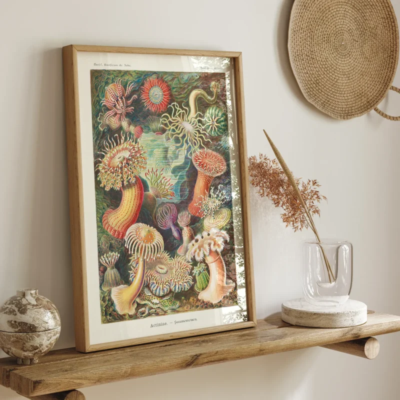 Actinia :Ernst Haeckel