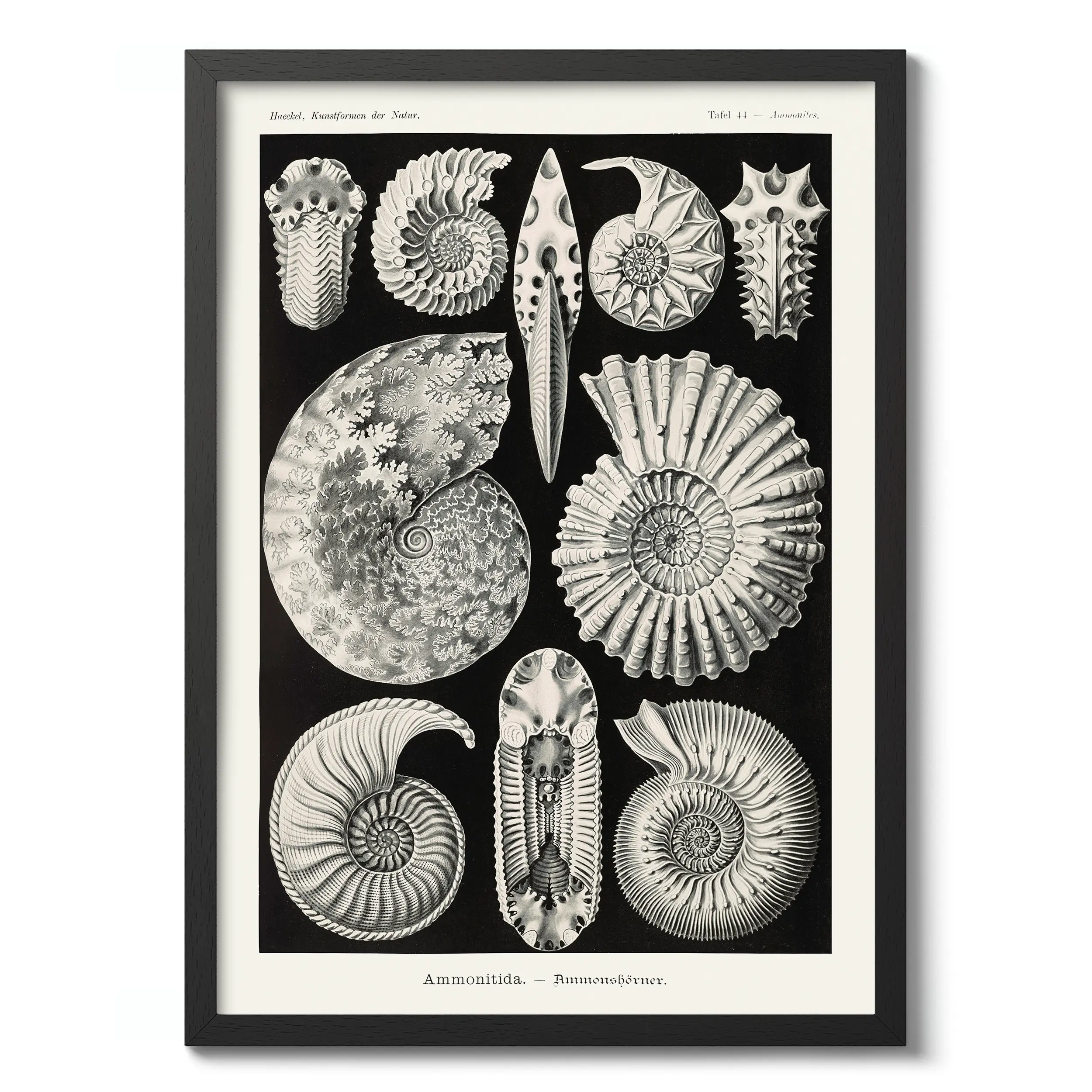 Ammonitida :Ernst Haeckel