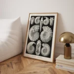 Ammonitida :Ernst Haeckel