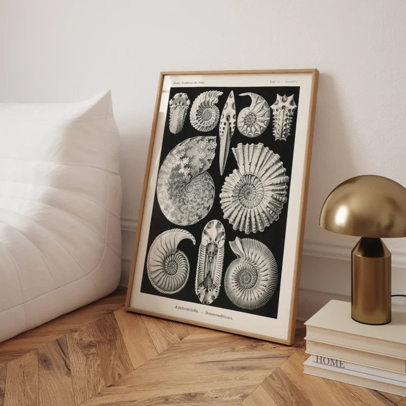 Ammonitida :Ernst Haeckel