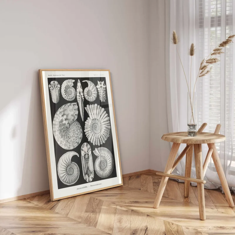 Ammonitida :Ernst Haeckel