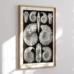 Ammonitida :Ernst Haeckel