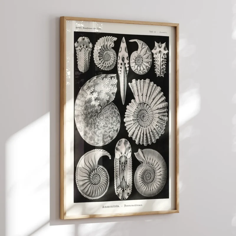Ammonitida :Ernst Haeckel