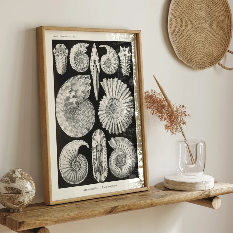 Ammonitida :Ernst Haeckel