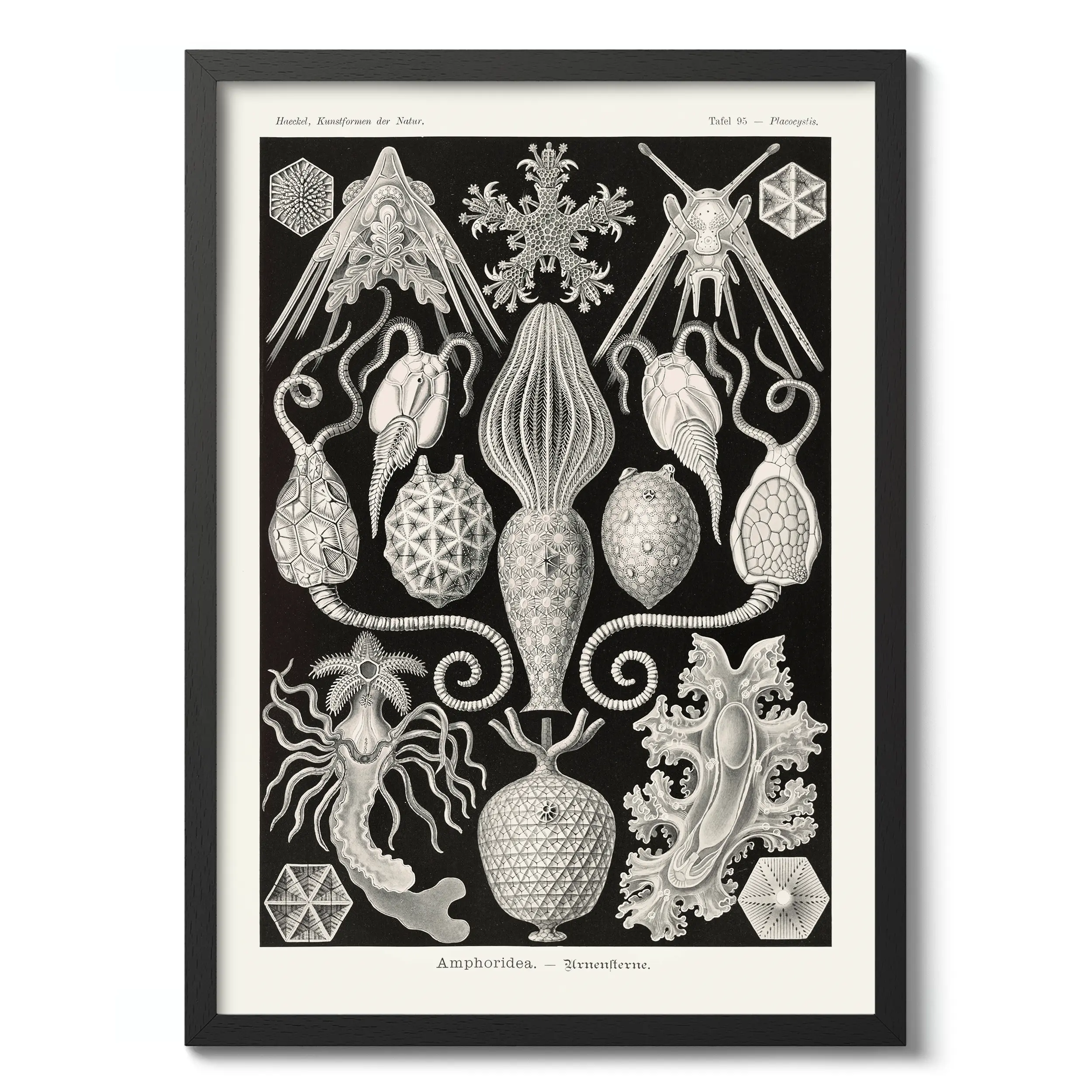 Amphoridea :Ernst Haeckel