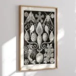 Amphoridea :Ernst Haeckel