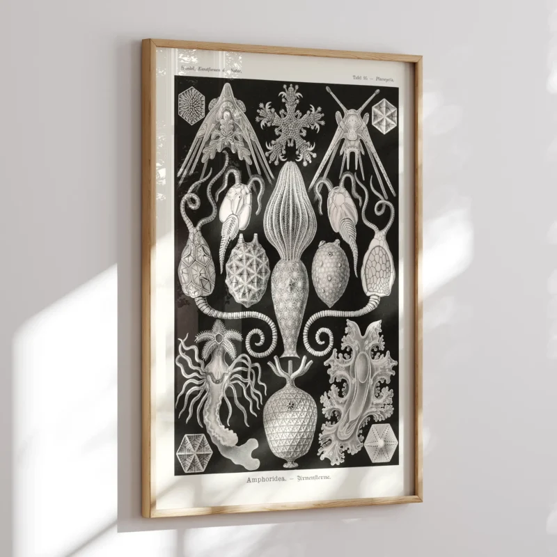 Amphoridea :Ernst Haeckel