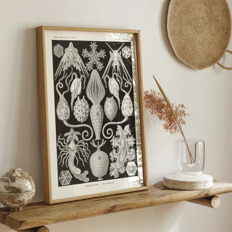 Amphoridea :Ernst Haeckel