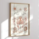 Anthomedusae :Ernst Haeckel