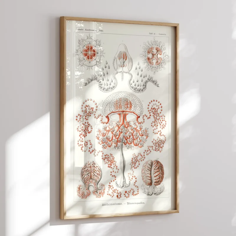 Anthomedusae :Ernst Haeckel