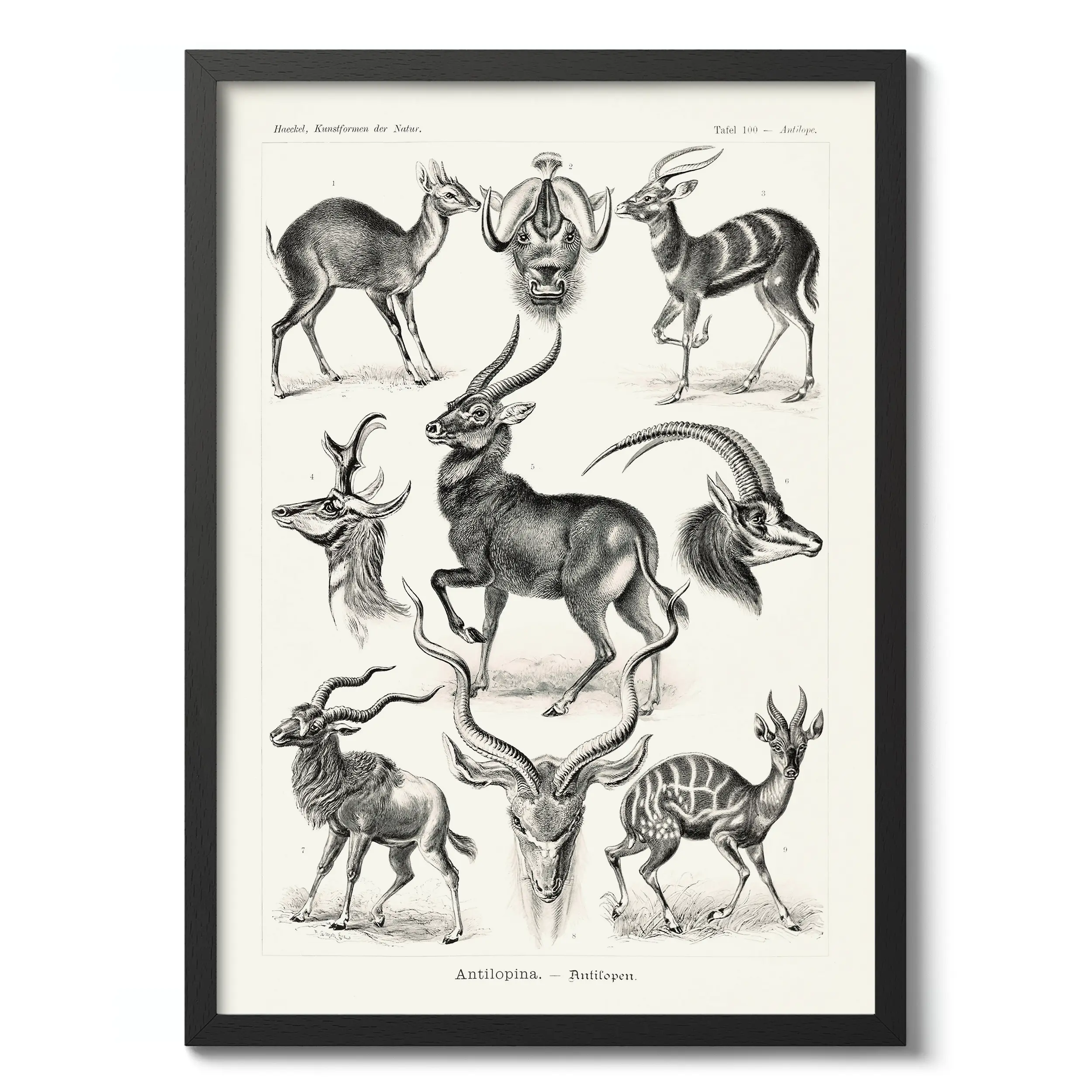 Antilopina :Ernst Haeckel