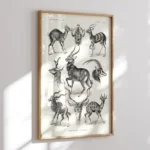 Antilopina :Ernst Haeckel