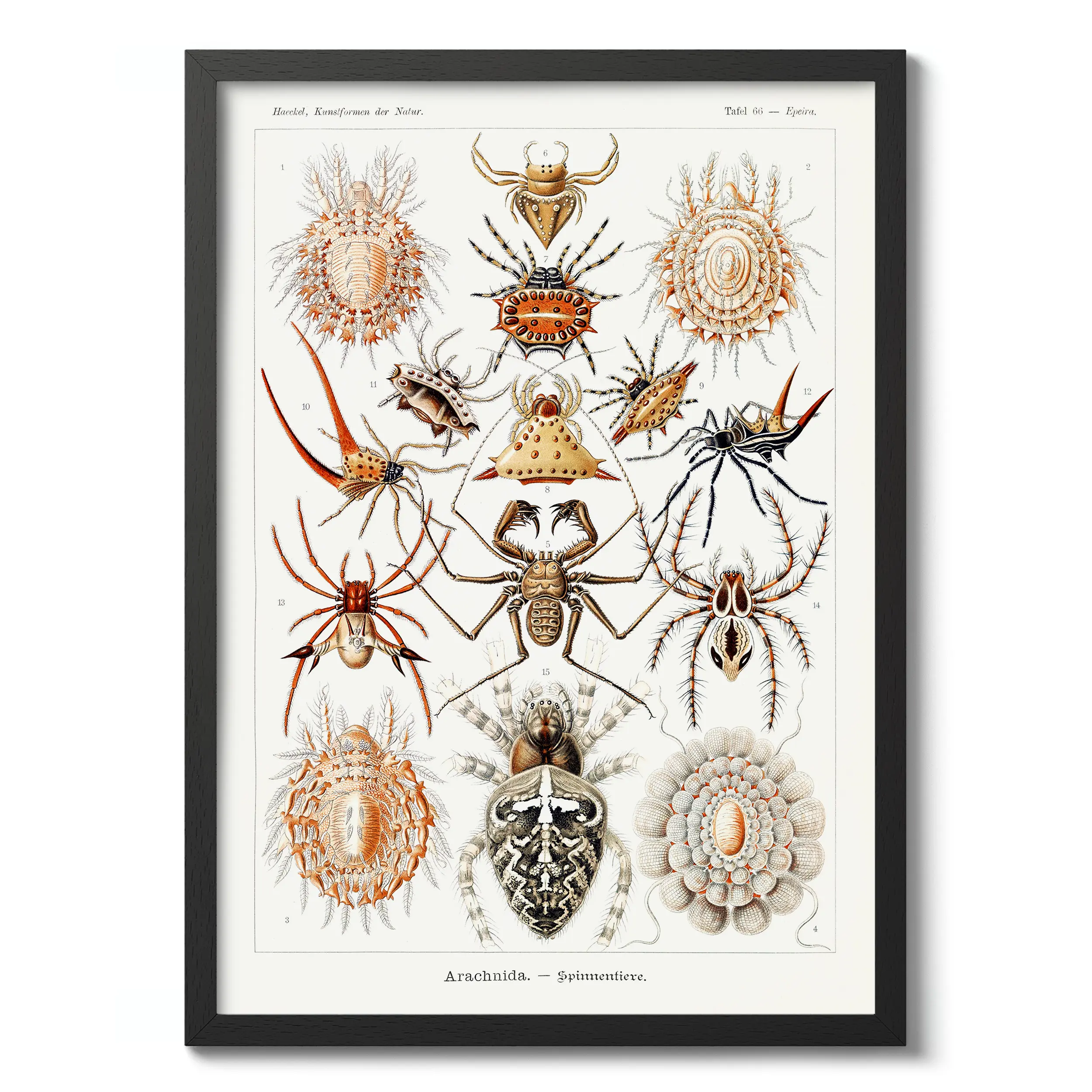 Arachnida :Ernst Haeckel