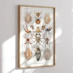 Arachnida