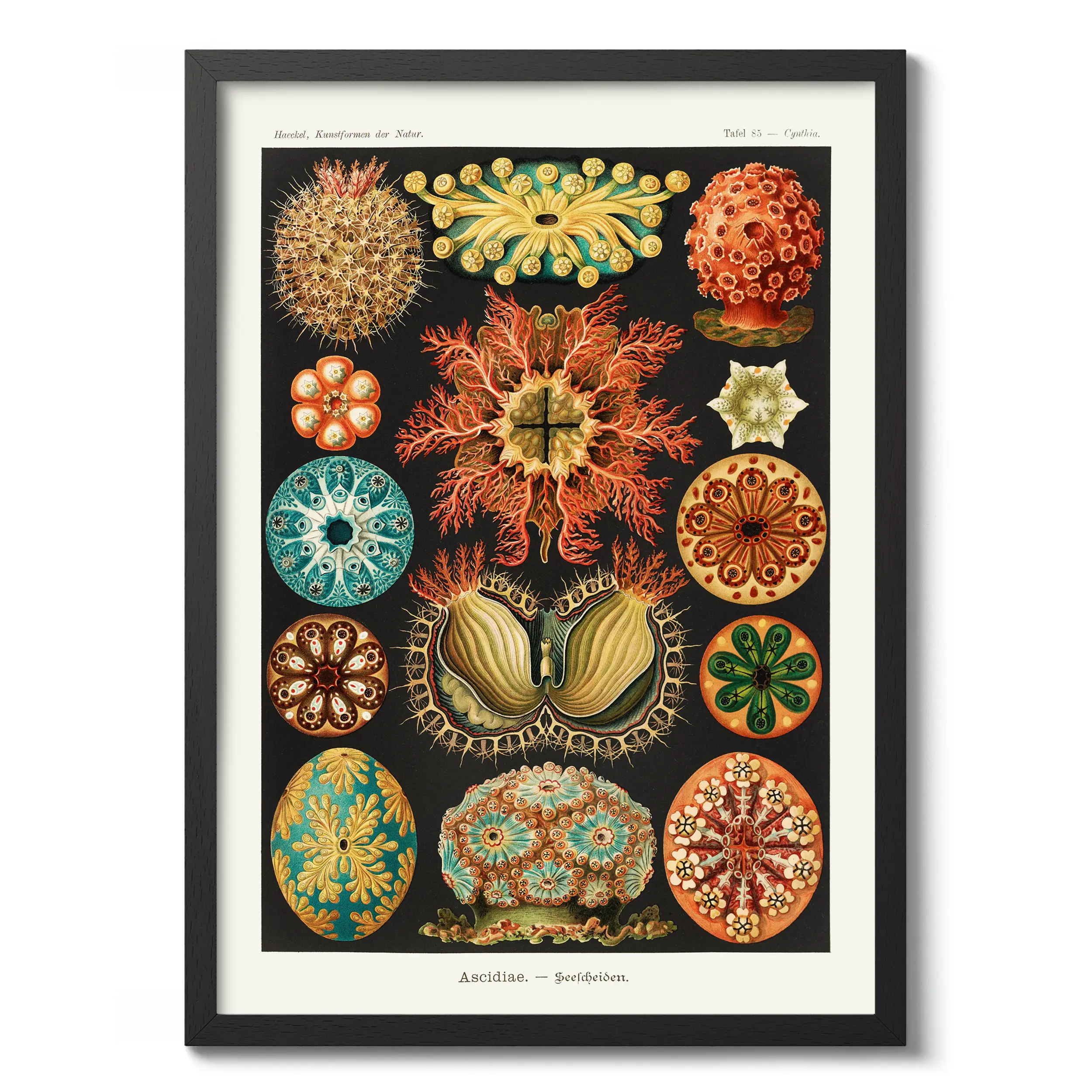 Ascidiae :Ernst Haeckel