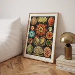 Ascidiae :Ernst Haeckel