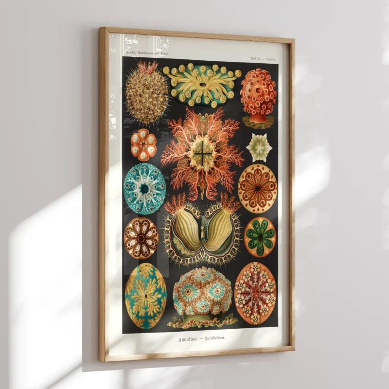 Ascidiae :Ernst Haeckel