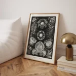 Ascomycetes :Ernst Haeckel