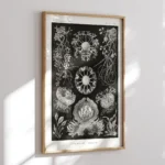 Ascomycetes :Ernst Haeckel