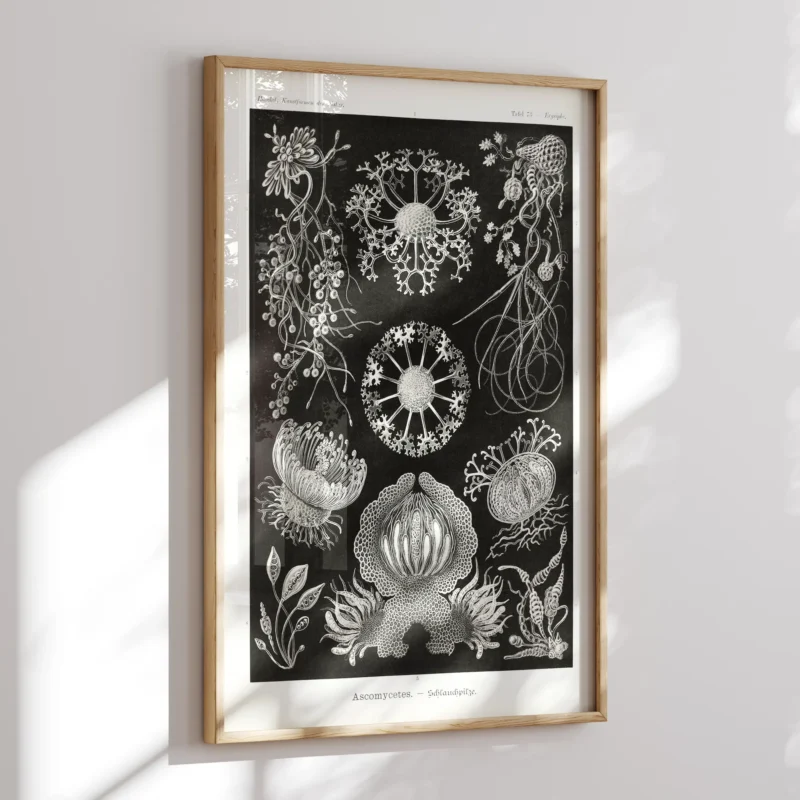 Ascomycetes :Ernst Haeckel