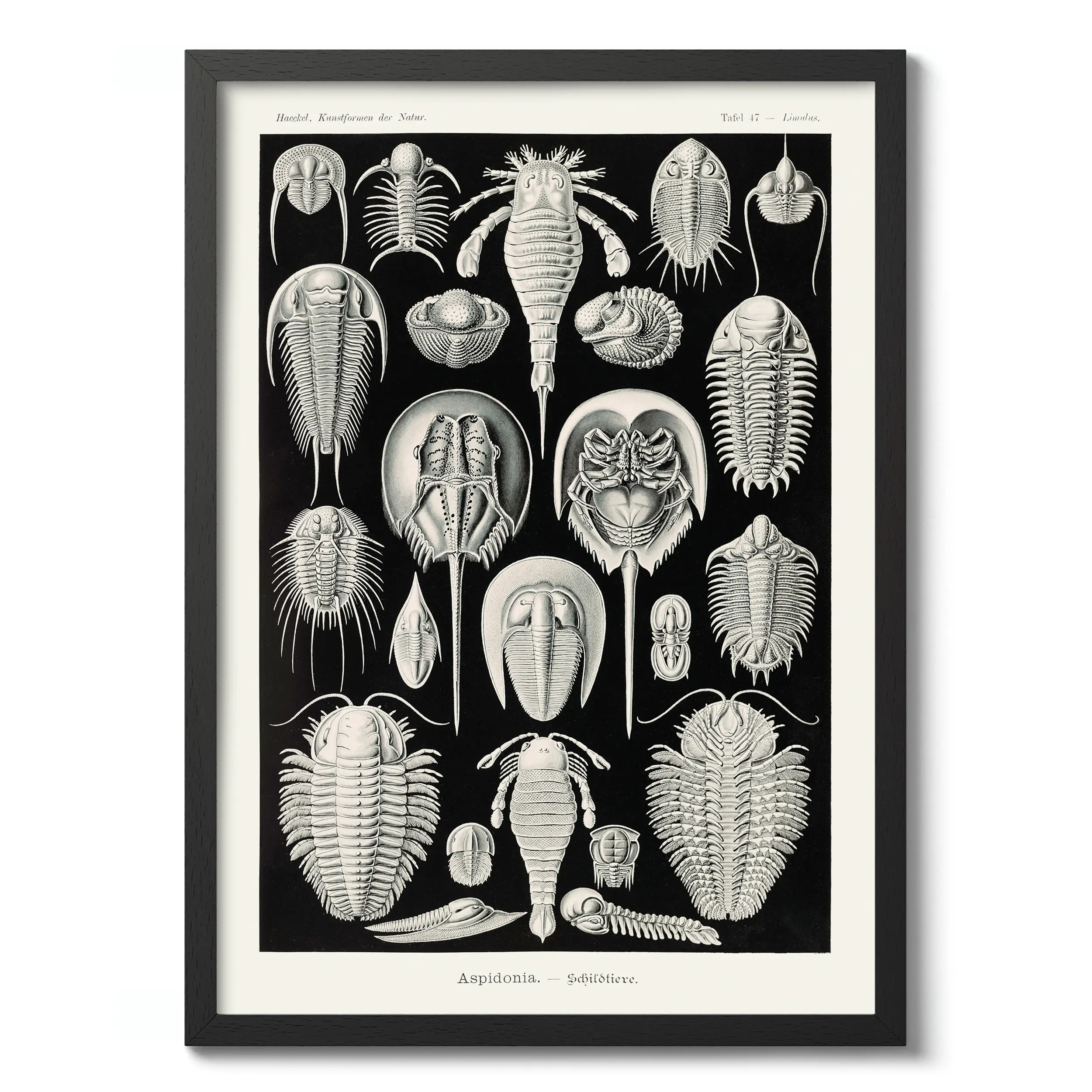 Aspidonia :Ernst Haeckel
