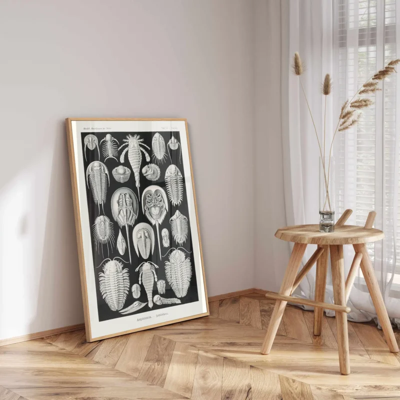 Aspidonia :Ernst Haeckel