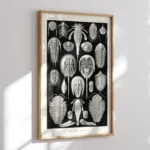 Aspidonia :Ernst Haeckel