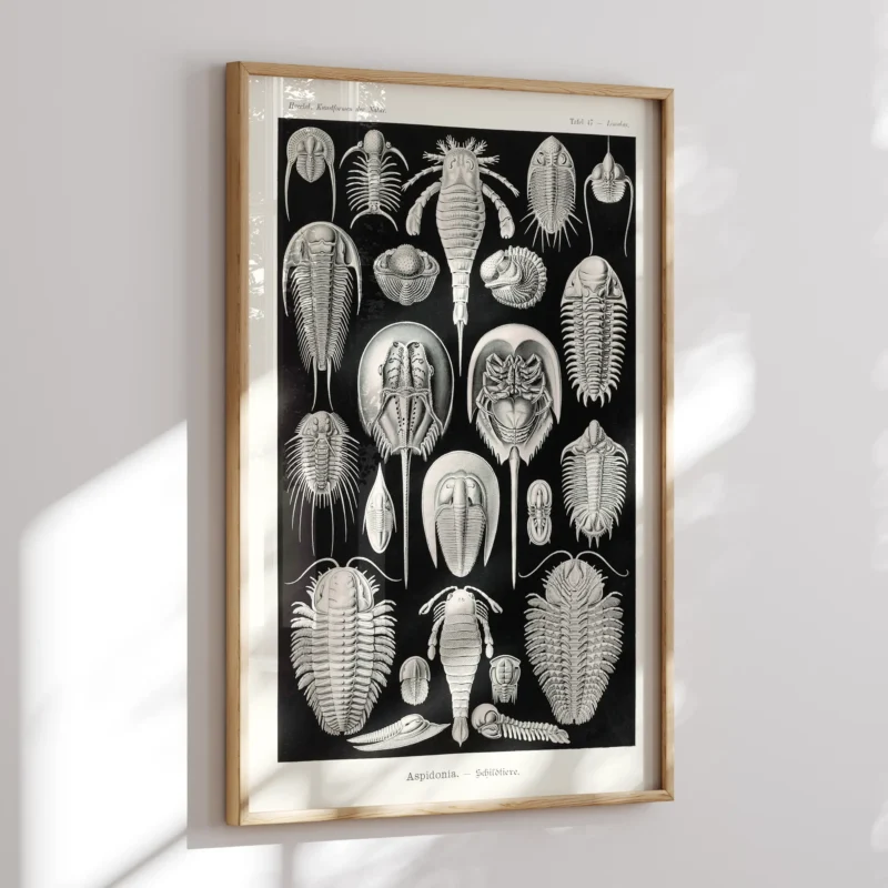 Aspidonia :Ernst Haeckel