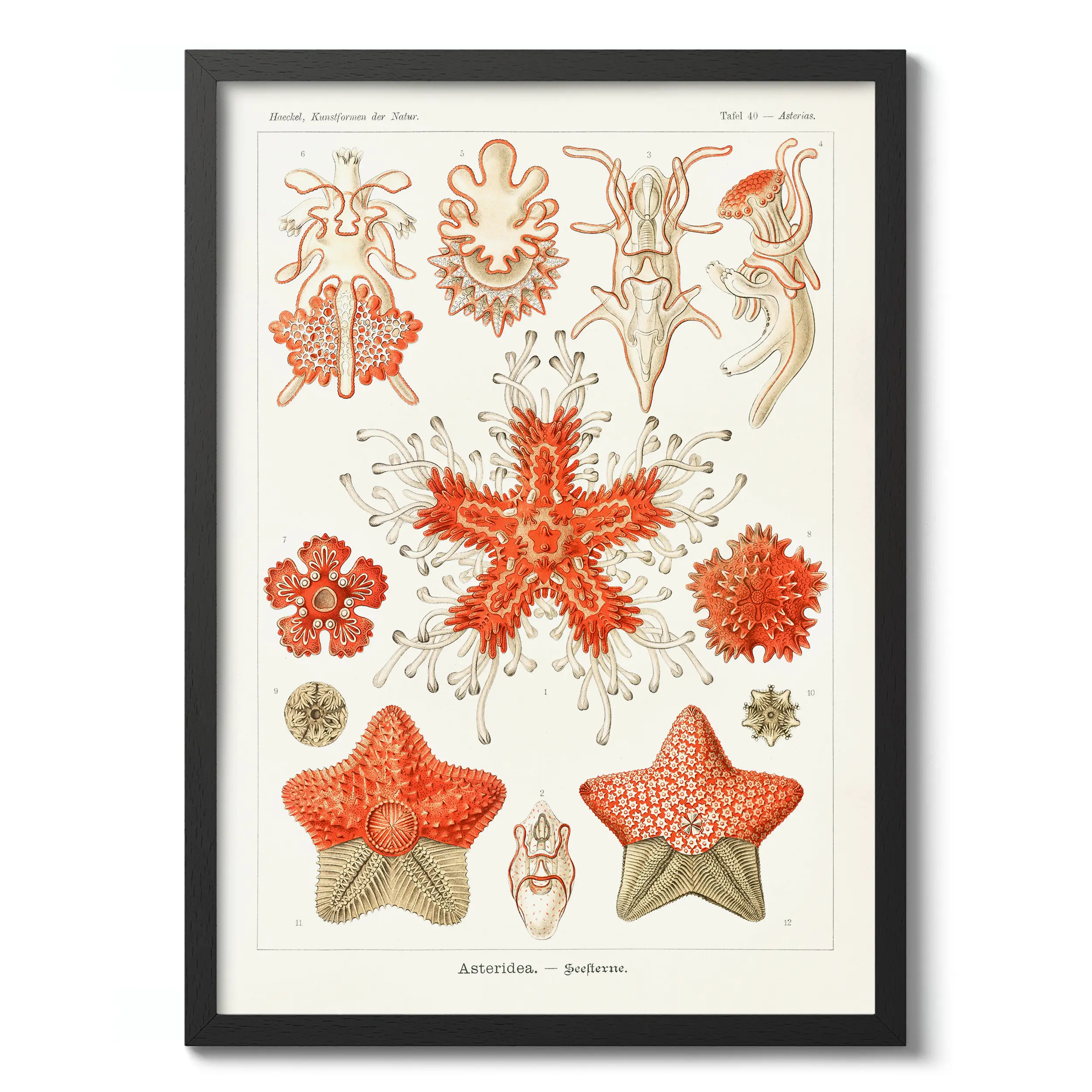 Asteridea :Ernst Haeckel