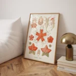Asteridea :Ernst Haeckel