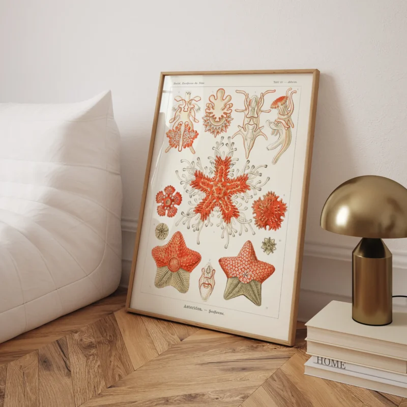 Asteridea :Ernst Haeckel
