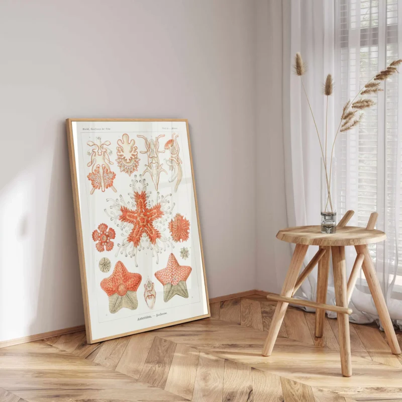 Asteridea :Ernst Haeckel