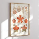 Asteridea :Ernst Haeckel