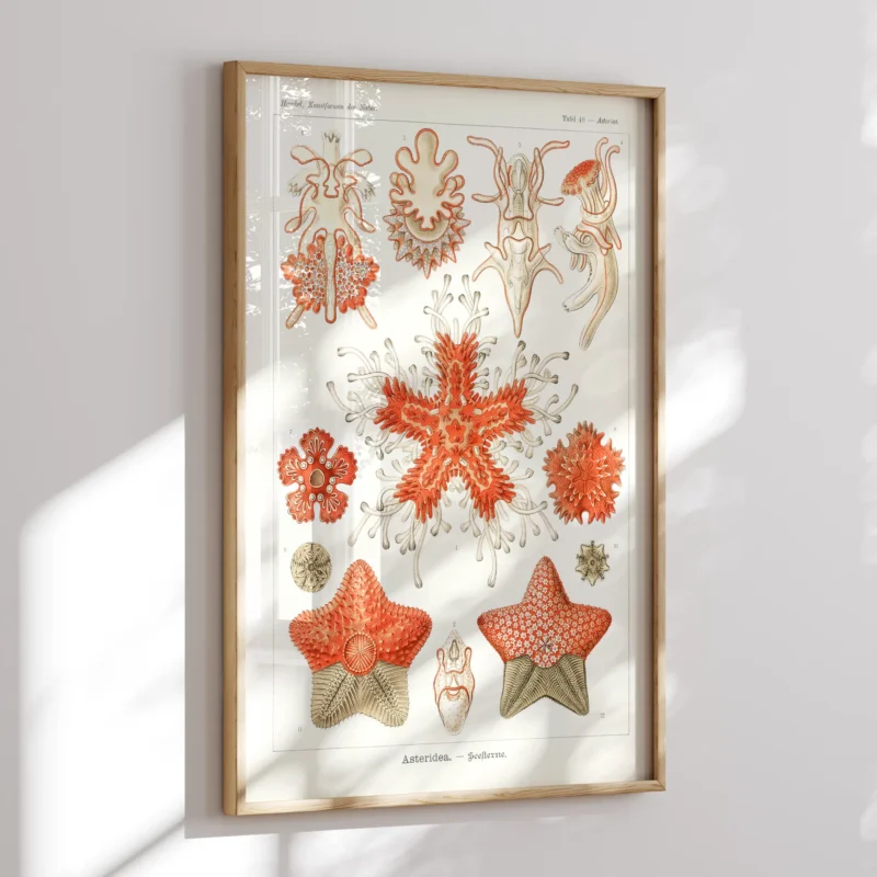 Asteridea :Ernst Haeckel