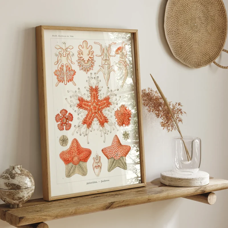 Asteridea :Ernst Haeckel
