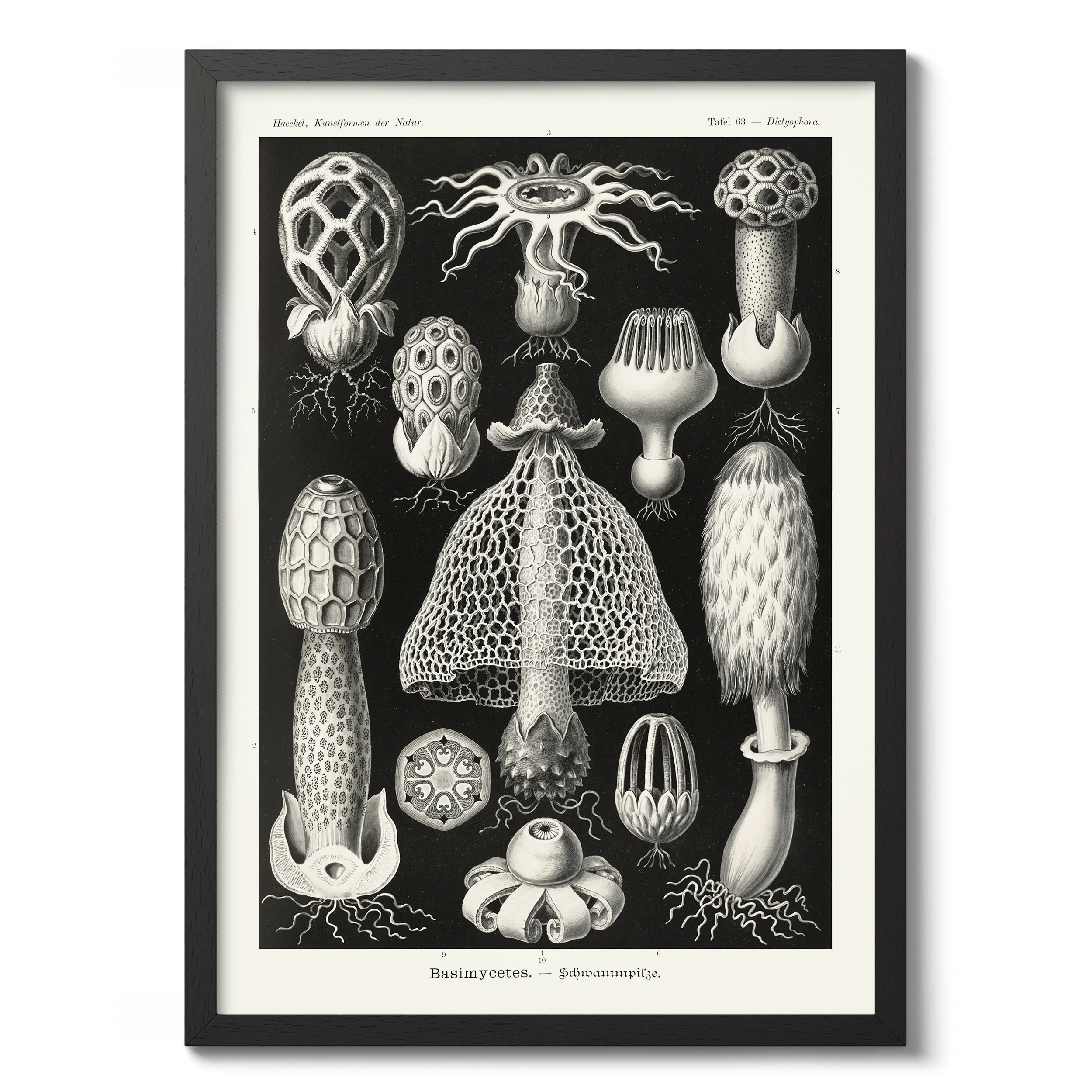 Basimycetes :Ernst Haeckel