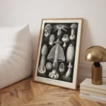 Basimycetes :Ernst Haeckel