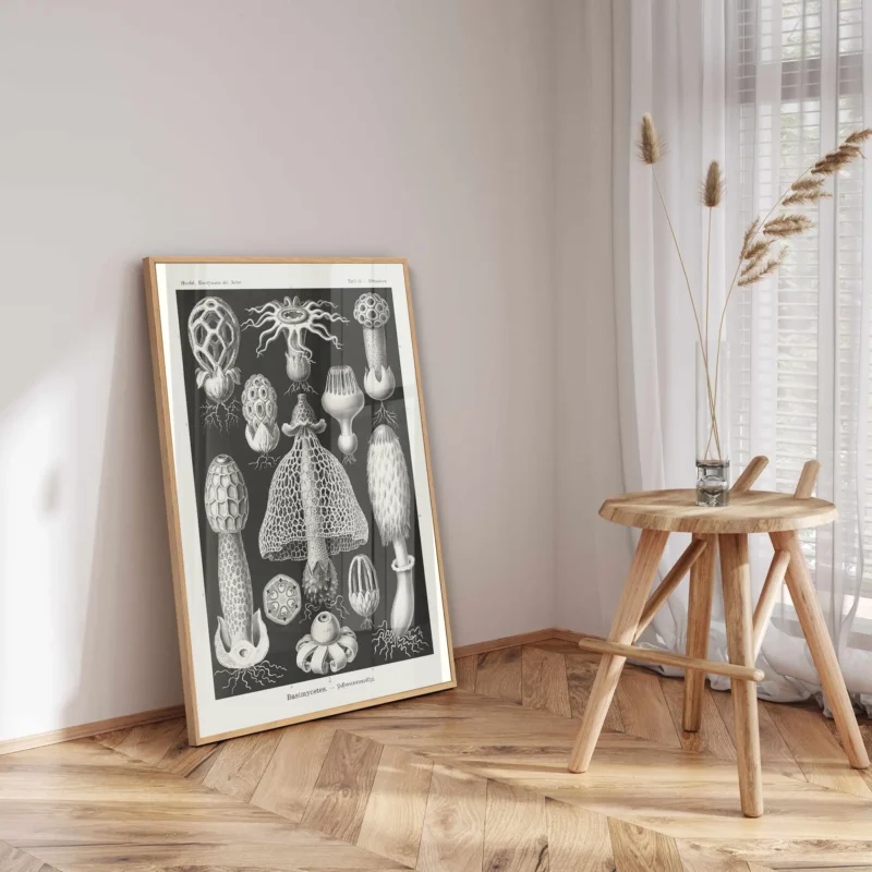 Basimycetes :Ernst Haeckel