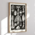 Basimycetes :Ernst Haeckel