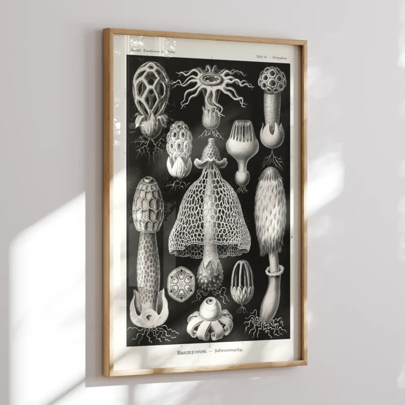 Basimycetes :Ernst Haeckel
