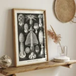 Basimycetes :Ernst Haeckel