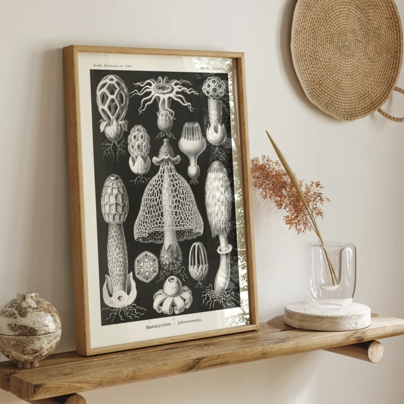 Basimycetes :Ernst Haeckel